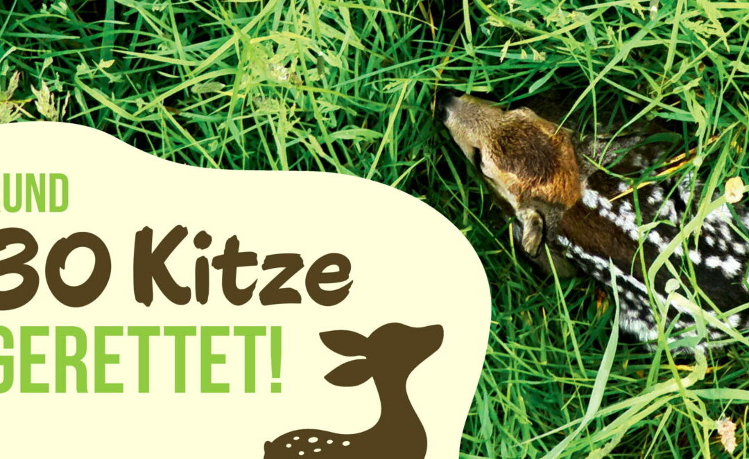 Naturschutz im Fokus: Rehe und ihre Kitze