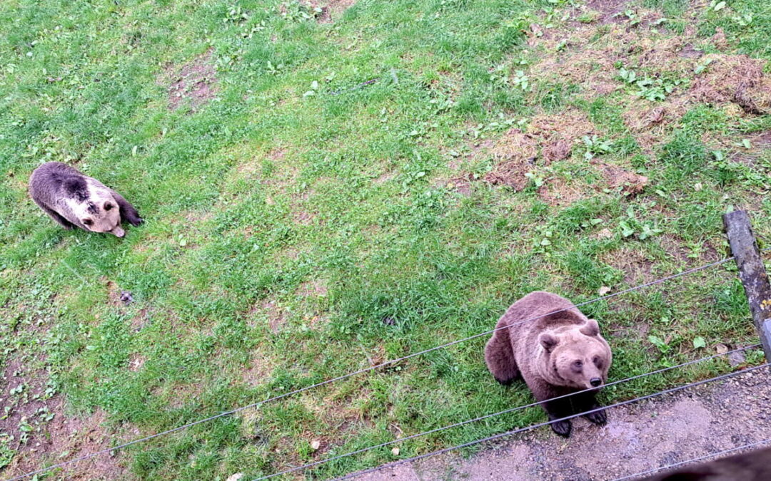 Zwei neue Europäische Braunbären im Tierpark Olderdissen