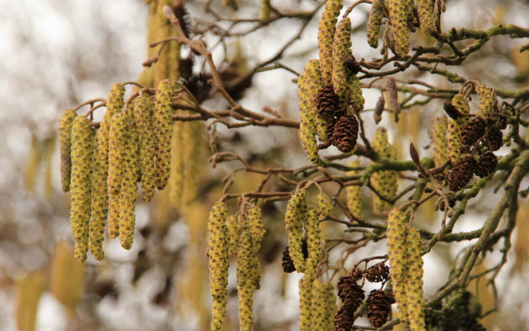 Erste Haselpollen im Kreis Lippe in der Luft