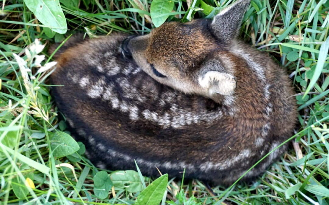 Wildtierrettung ist Herzanliegen der Bauern