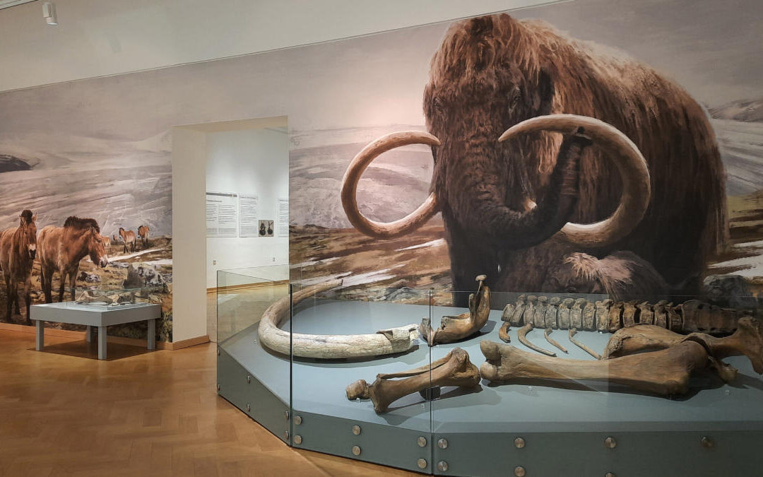 Sieben Kostbarkeiten am Museumstag