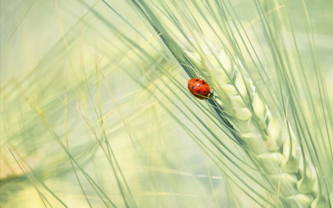 Veranstaltungshinweis – Fotoausstellung „Lippische Fauna & Flora“