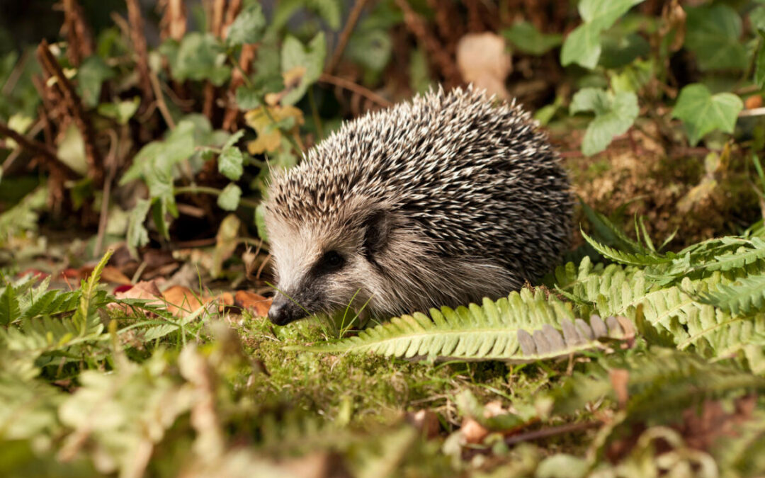 Ausstellung über Igel in der Wissenswerkstadt