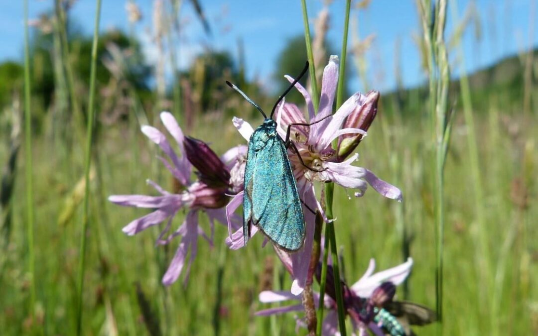 „Rasen, Wiese, Blumenwiese“