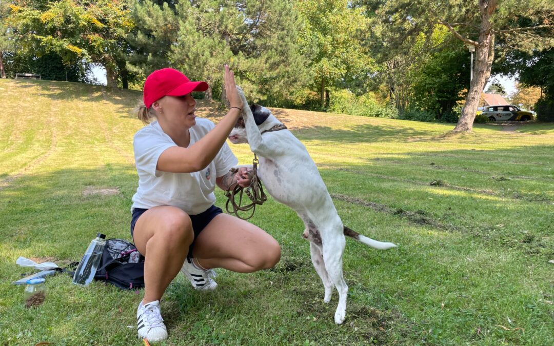 Hunde – „Alleskönner“ auf 4 Pfoten