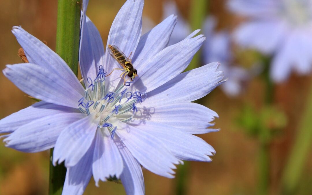 Himmelblaues Kleinod: Die Wegwarte – Unverzichtbarer Lebensspender für unsere Insektenwelt