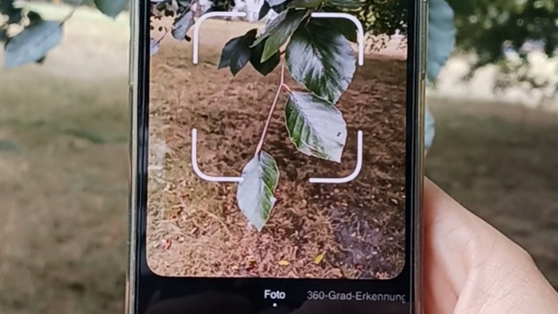 Bei der Waldexkursion „App, sag mir, welcher Baum das ist!“ können die Teilnehmenden Künstliche Intelligenz testen. Foto: Wissenswerkstadt Bielefeld