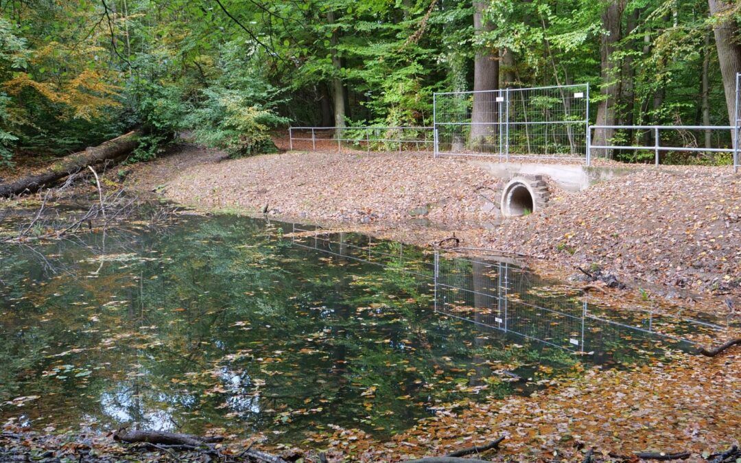 Krähenholz: Naturparadies und Müllproblem – NABU fordert umgehende Beseitigung