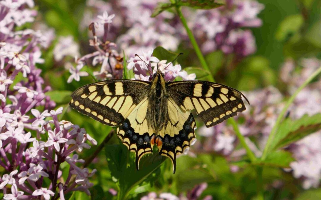 Vortrag im Umweltzentrum: So wird Ihr Garten zum Insektenparadies
