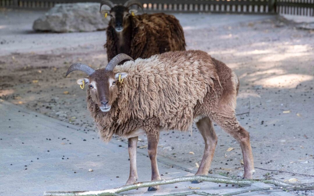 Reise in die Jungsteinzeit: Soay-Schafe im Tierpark Olderdissen