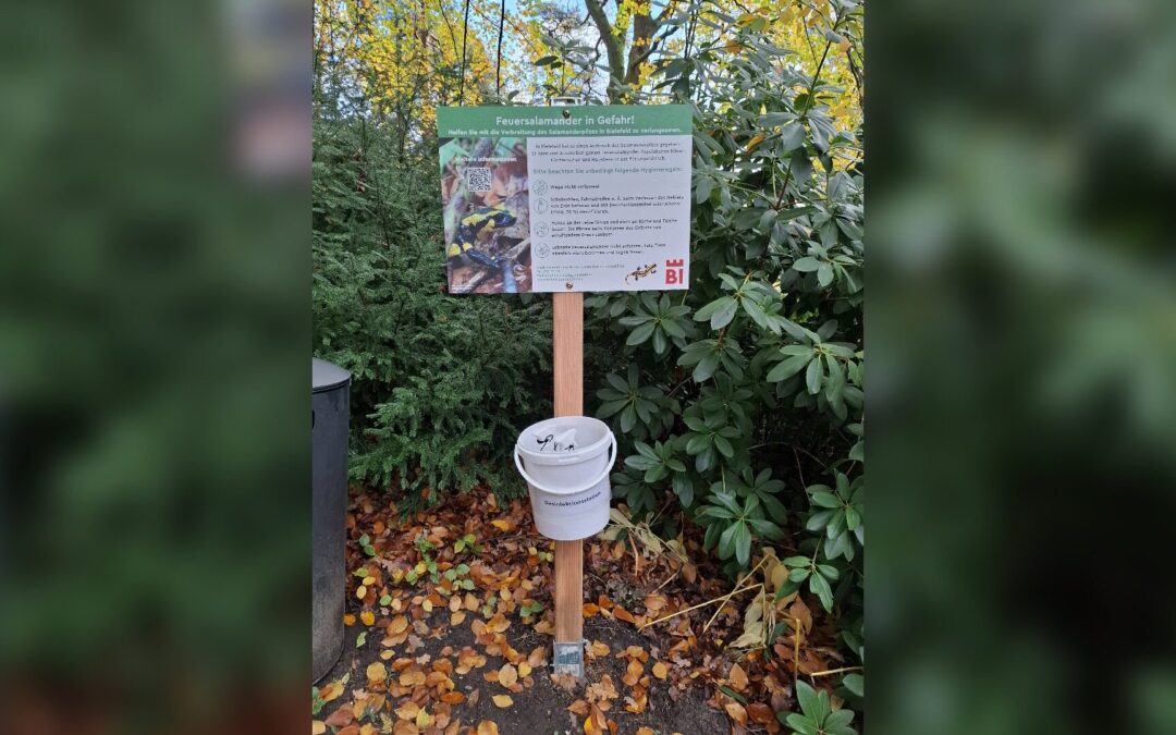 Stadt Bielefeld ruft zur Mithilfe auf: Pilz bedroht Feuersalamander