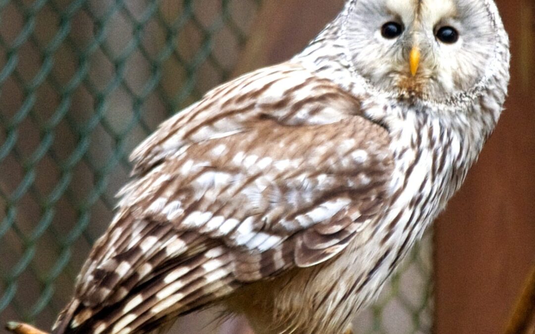 Vogelgrippe-Verdachtsfall im Tierpark Olderdissen