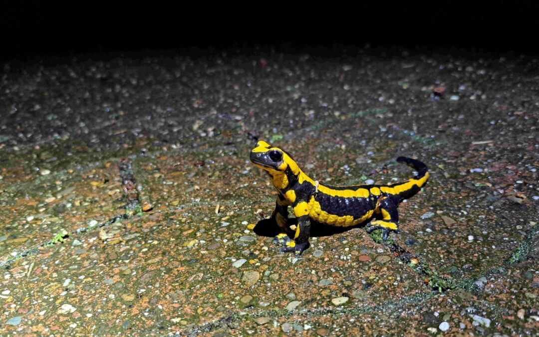 Vortrag „Das interessante Leben der Feuersalamander“