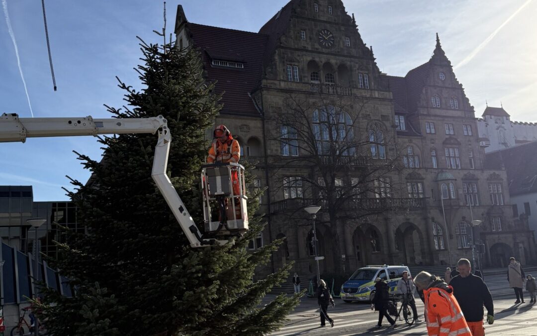 Umweltbetrieb stellt Bäume für den Bielefelder Weihnachtsmarkt auf
