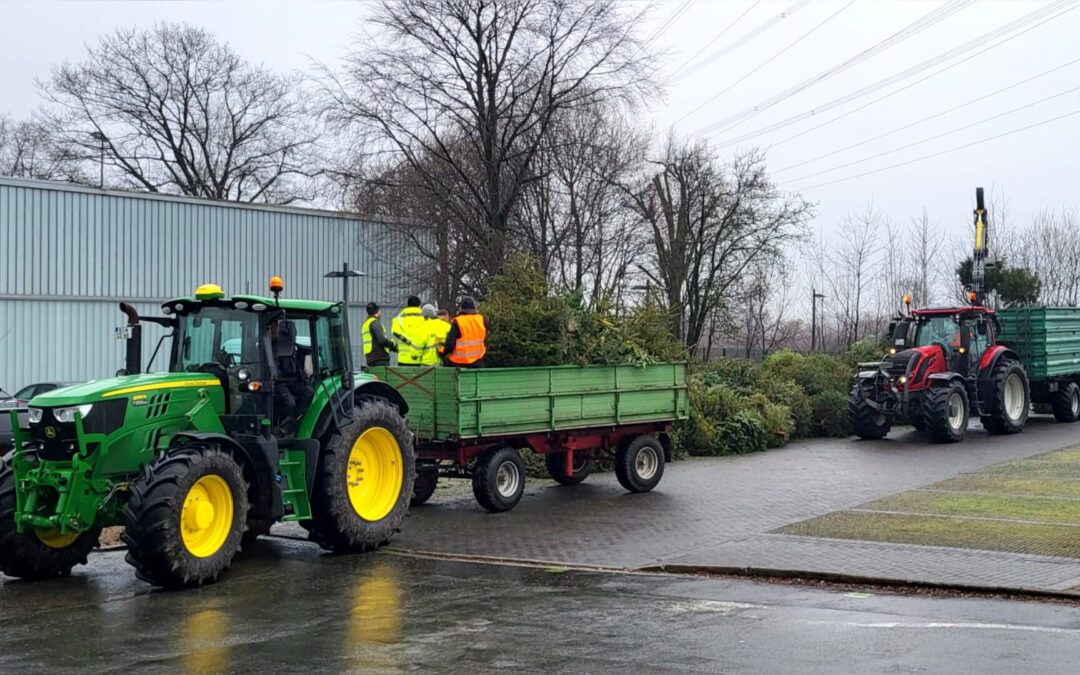 16. Tannenbaum-Sammelaktion in Ubbedissen: Ausgediente Bäume für einen guten Zweck