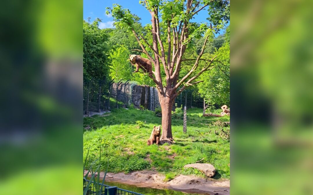 25 Jahre Braunbären im Tierpark Olderdissen