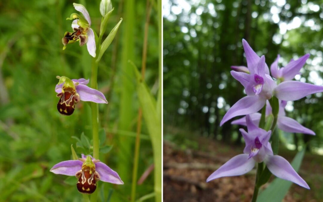 Einladung der NABU Leopoldshöhe: „Orchideen im Kreis Lippe – Bericht über die derzeit nachgewiesen Arten