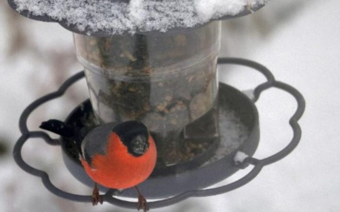 So helfen Sie der Vogelwelt durch Eis und Schnee