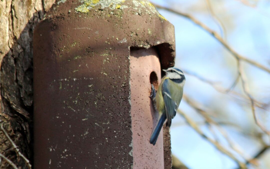 Tipps für den Vogelgarten – Gärten als Lebensraum für Vögel und andere Tiere