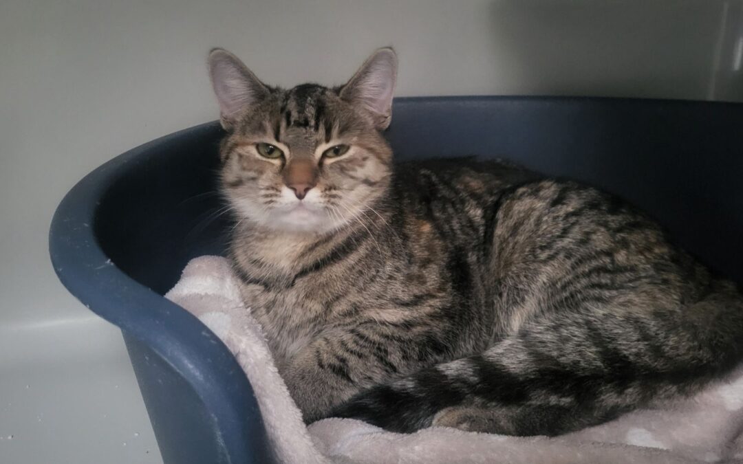 Heimtier der Woche: Carlotta