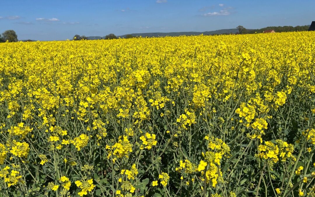 Raps in voller Blüte: Der Alleskönner der regionalen Landwirtschaft