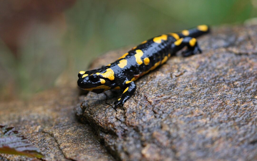 Dramatischer Amphibienrückgang in Bad Salzuflen: Feuersalamander verschwunden