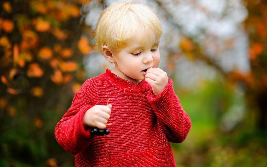 Vorsicht im Garten: Giftige Pflanzen bedrohen Kinder und Haustiere
