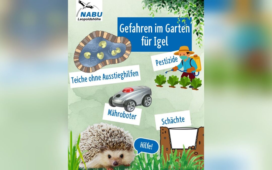 Ihr Garten als Igelparadies: Einfache Tipps vom NABU Leopoldshöhe