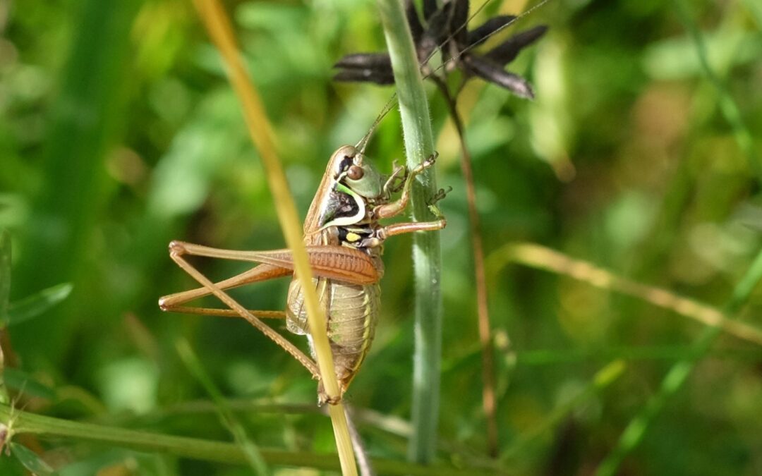 Leben im Grünland – Verborgene Insekten – Vielfalt in Grashalmen