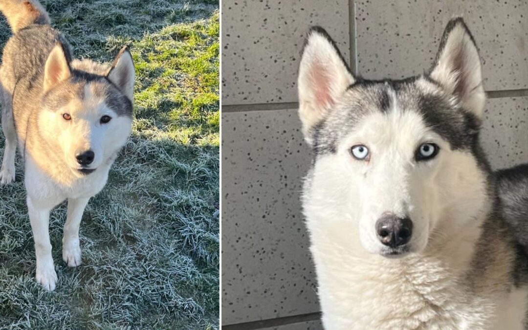 Heimtiere der Woche: Jalo und Mishka