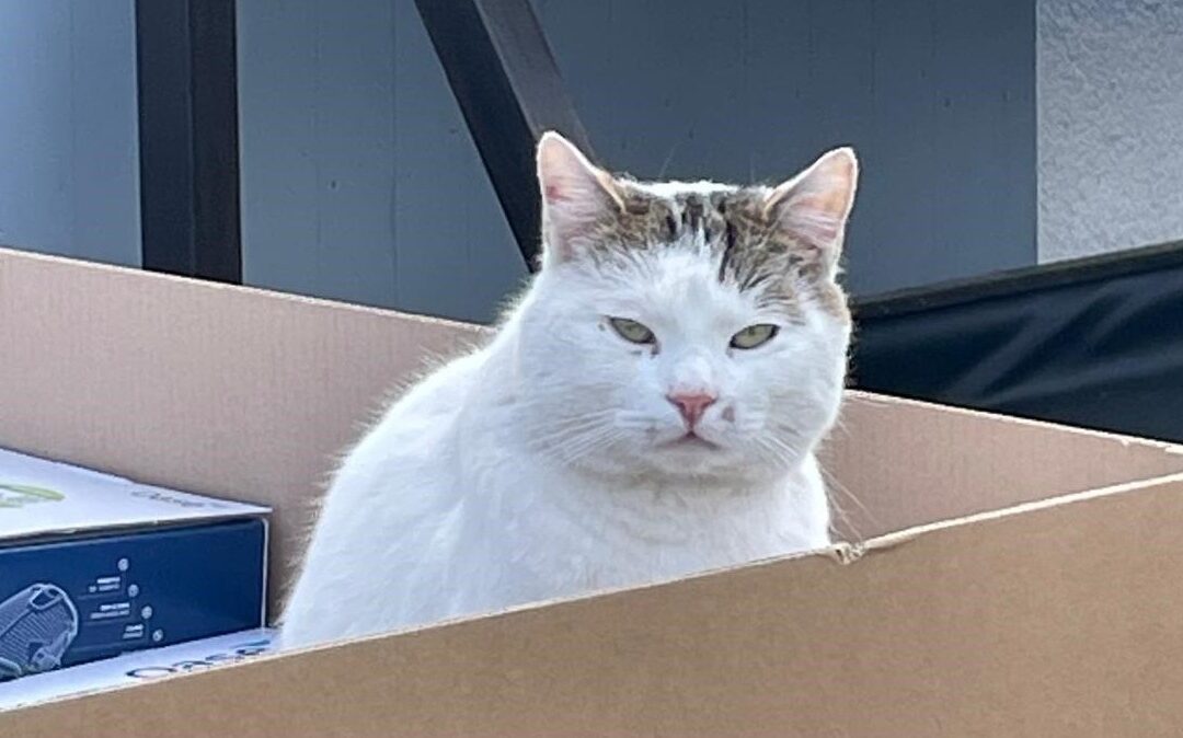 Heimtier der Woche: Willi