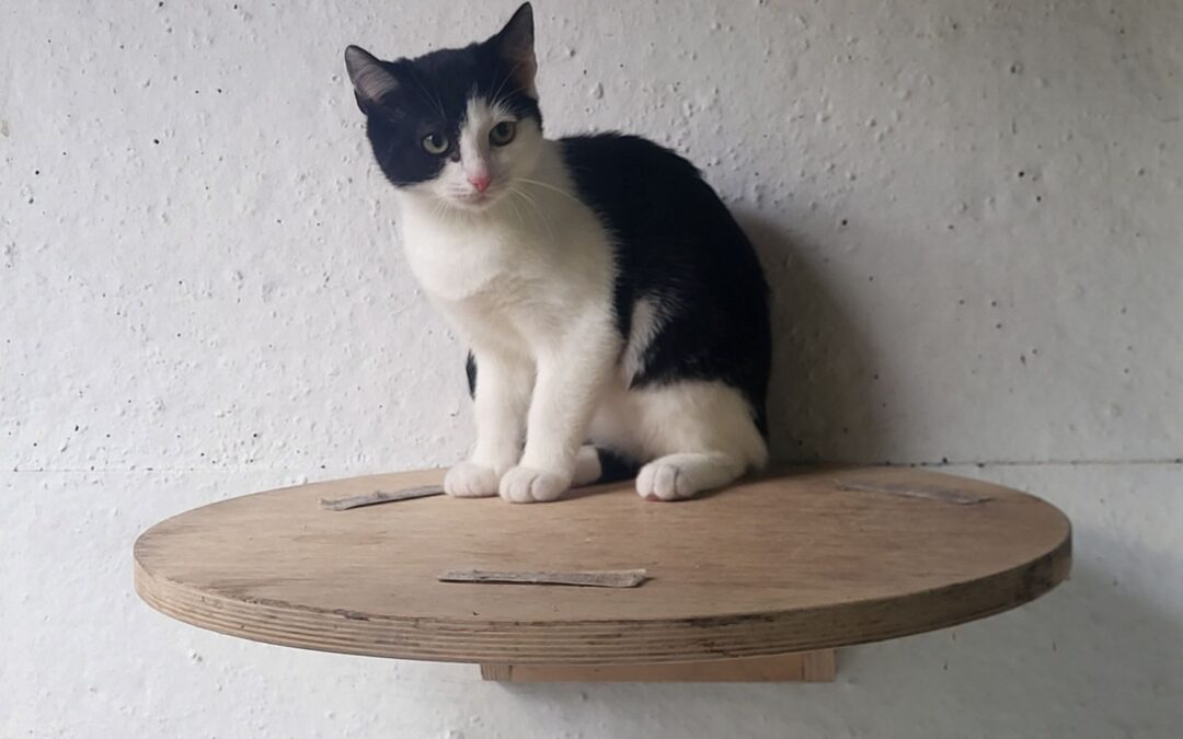 Heimtier der Woche Willow und Einladung zum „Tag der offenen Tür“