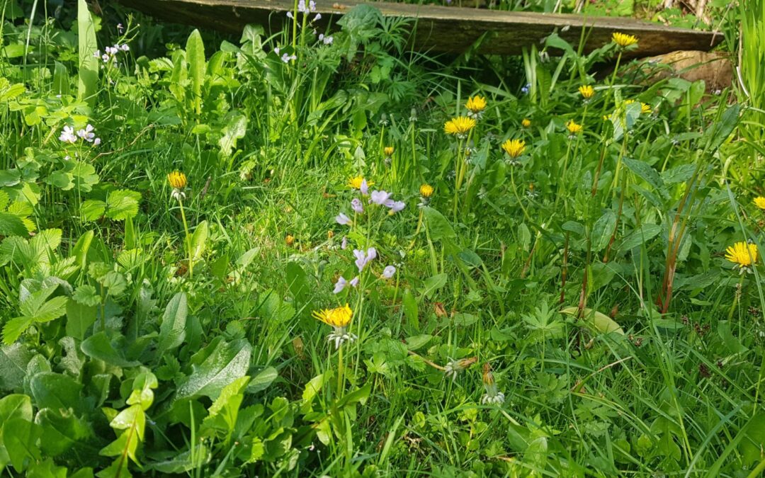 „Mähfreier Mai“: Insekten zuliebe weniger mähen und Natur vor der Haustür genießen