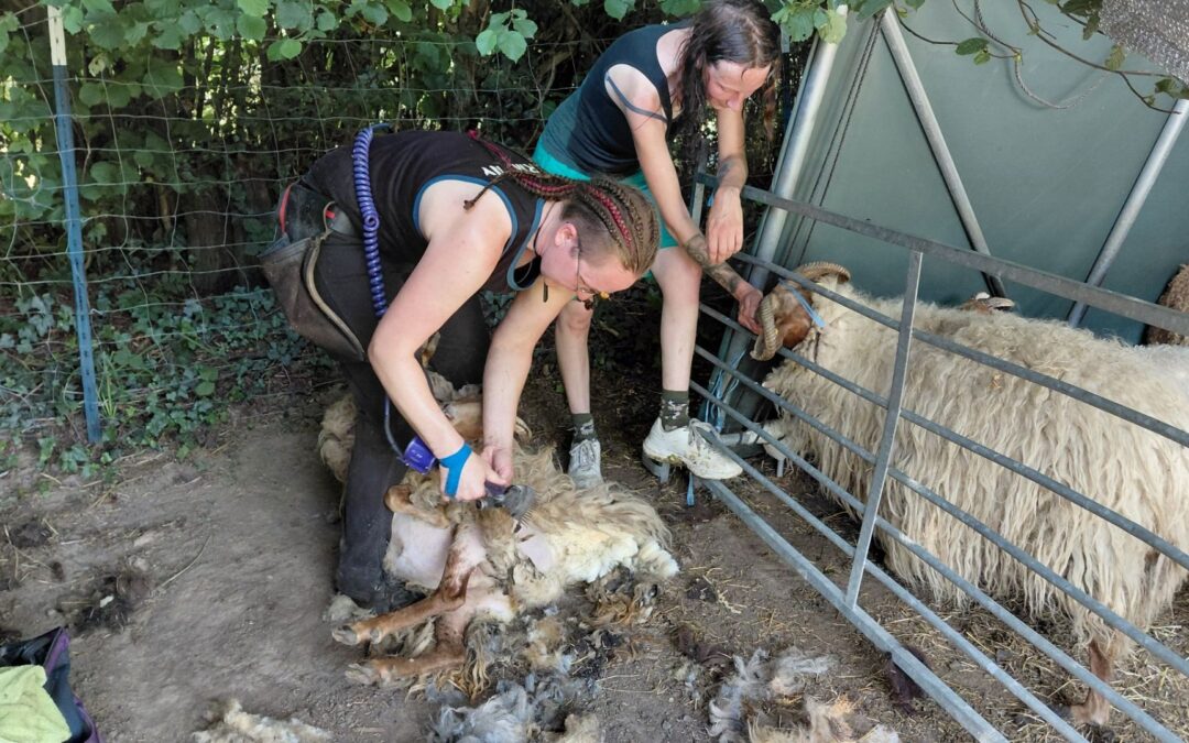 Trotz Hitzewelle und Startschwierigkeiten: Schafschur auf dem Heimathof erfolgreich gemeistert