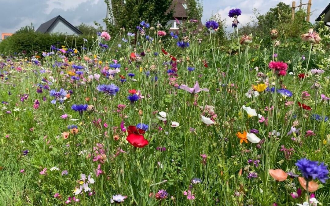 Klimaspaziergang zeigt praktische Anpassung an Starkregen und Hitze