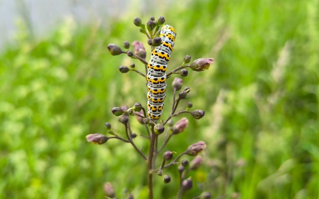 Bunt gezeichnete Raupen an Braunwurzgewächsen