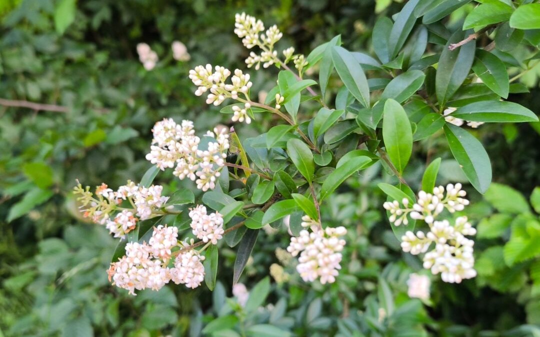 Vom schlichten Heckenstrauch zum wichtigen Lebensspender: Der Liguster im Fokus des Naturschutzes