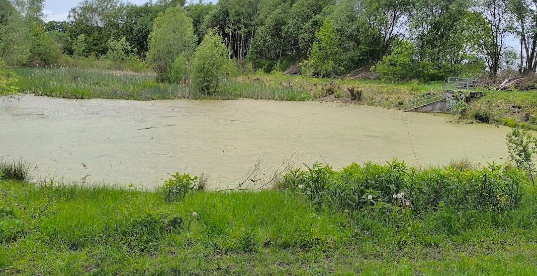 Wasserlinsen: Nützlicher Helfer oder ökologische Bedrohung?