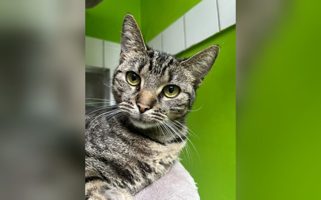 Heimtier der Woche: Sheila