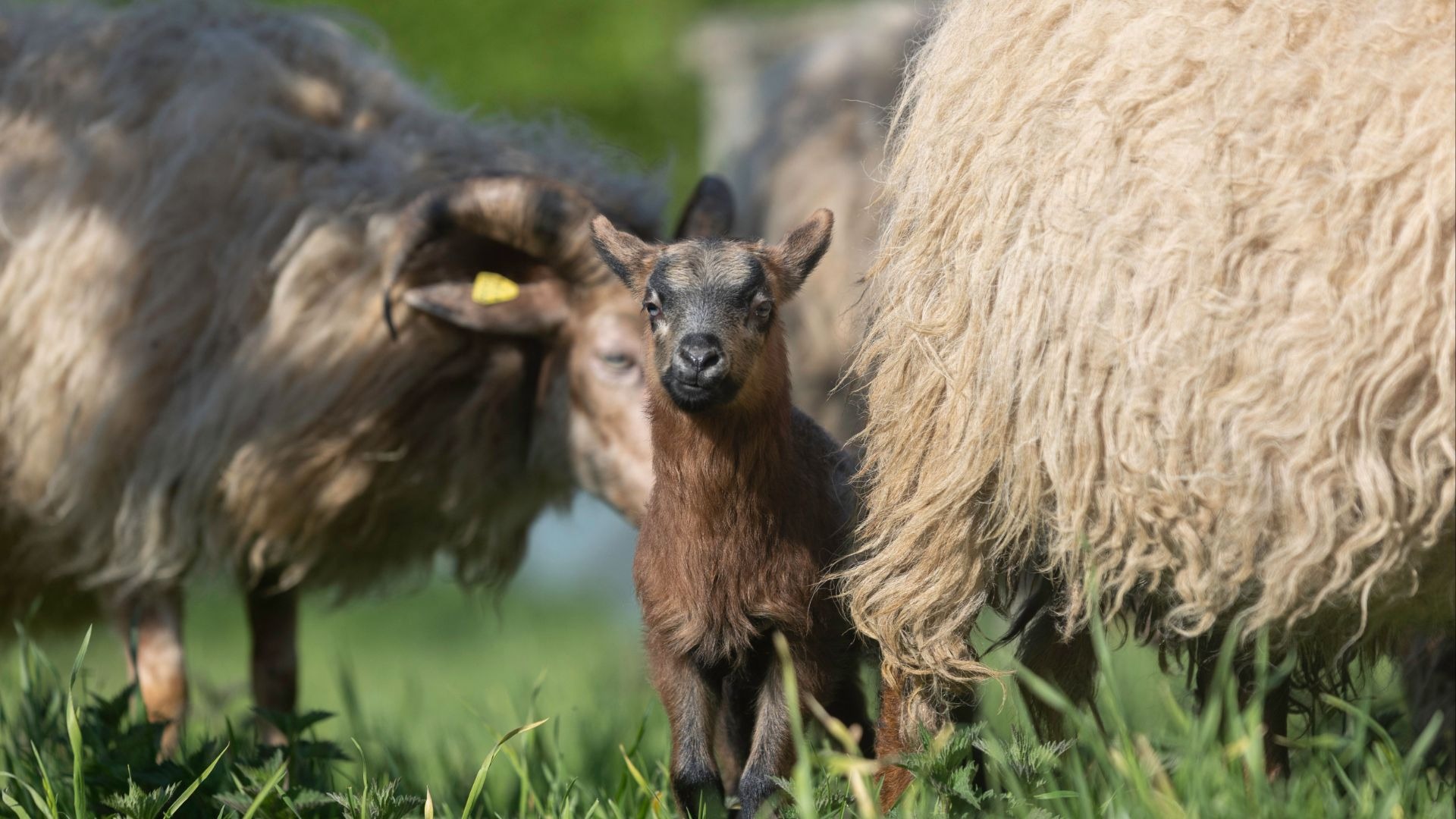 Ein dunkelbraunes Lamm blickt zwischen zwei Schafen auf grüner Wiese in die Kamera
