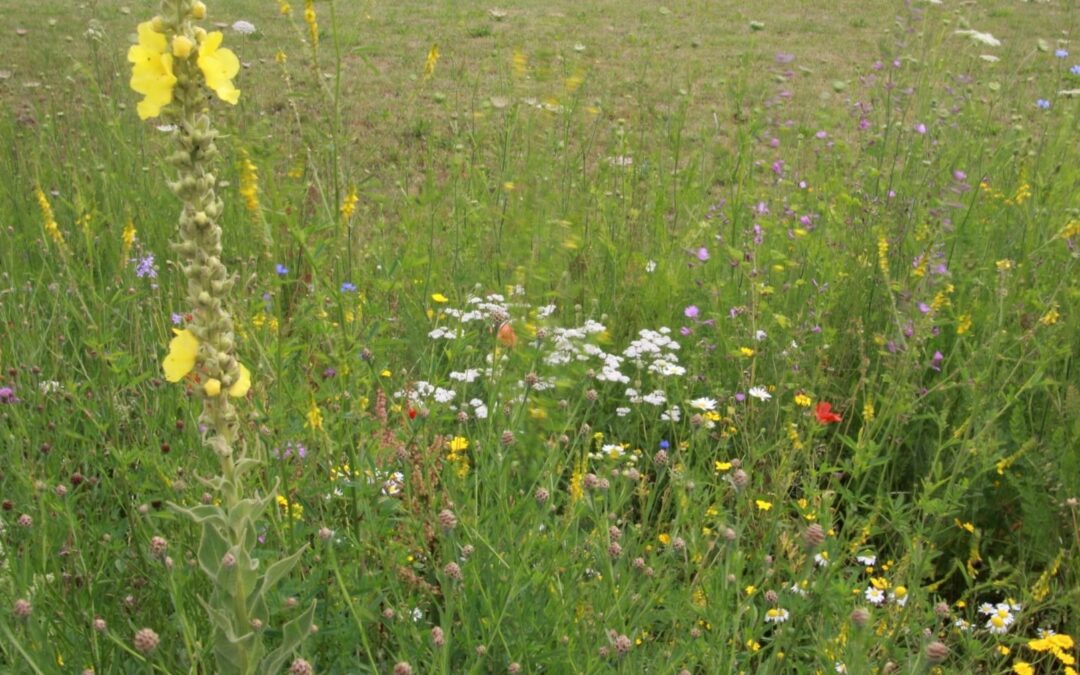 Gärten fit machen für den Sommer: Grüne Oasen als Klimaretter und Lebensraum