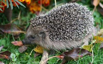 Ein Igel mit spitzen Stacheln und grauem Fell läuft auf grünem Gras zwischen Herbstlaub und orangefarbenen Blumen