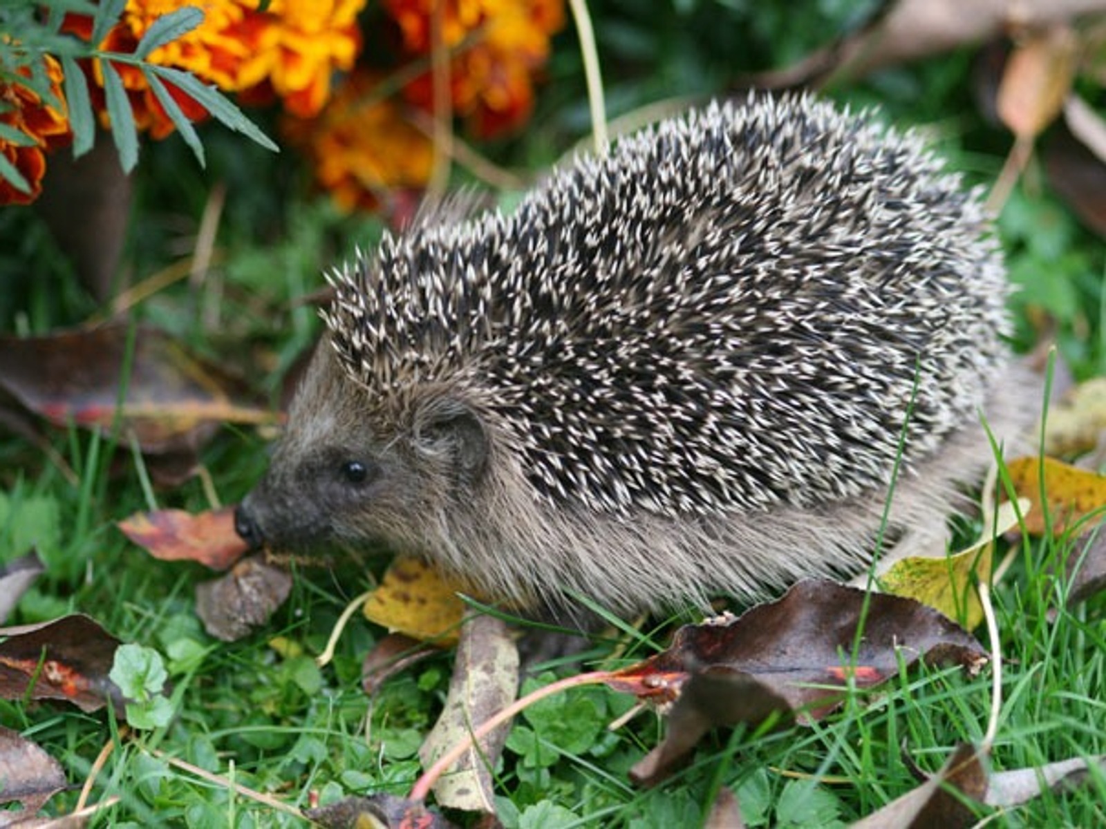 Ein Igel mit spitzen Stacheln und grauem Fell läuft auf grünem Gras zwischen Herbstlaub und orangefarbenen Blumen