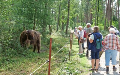 Eine Gruppe Wanderer beobachtet von einem Weg aus ein langhaariges Highland-Rind hinter einem Zaun in einem Waldgebiet