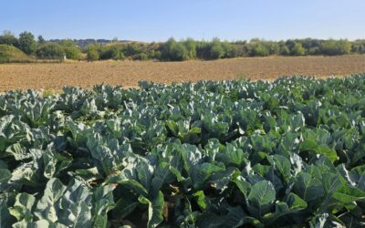 Reihen grüner Kohlpflanzen auf einem Feld, dahinter trockener Ackerboden und ein Gebüschstreifen