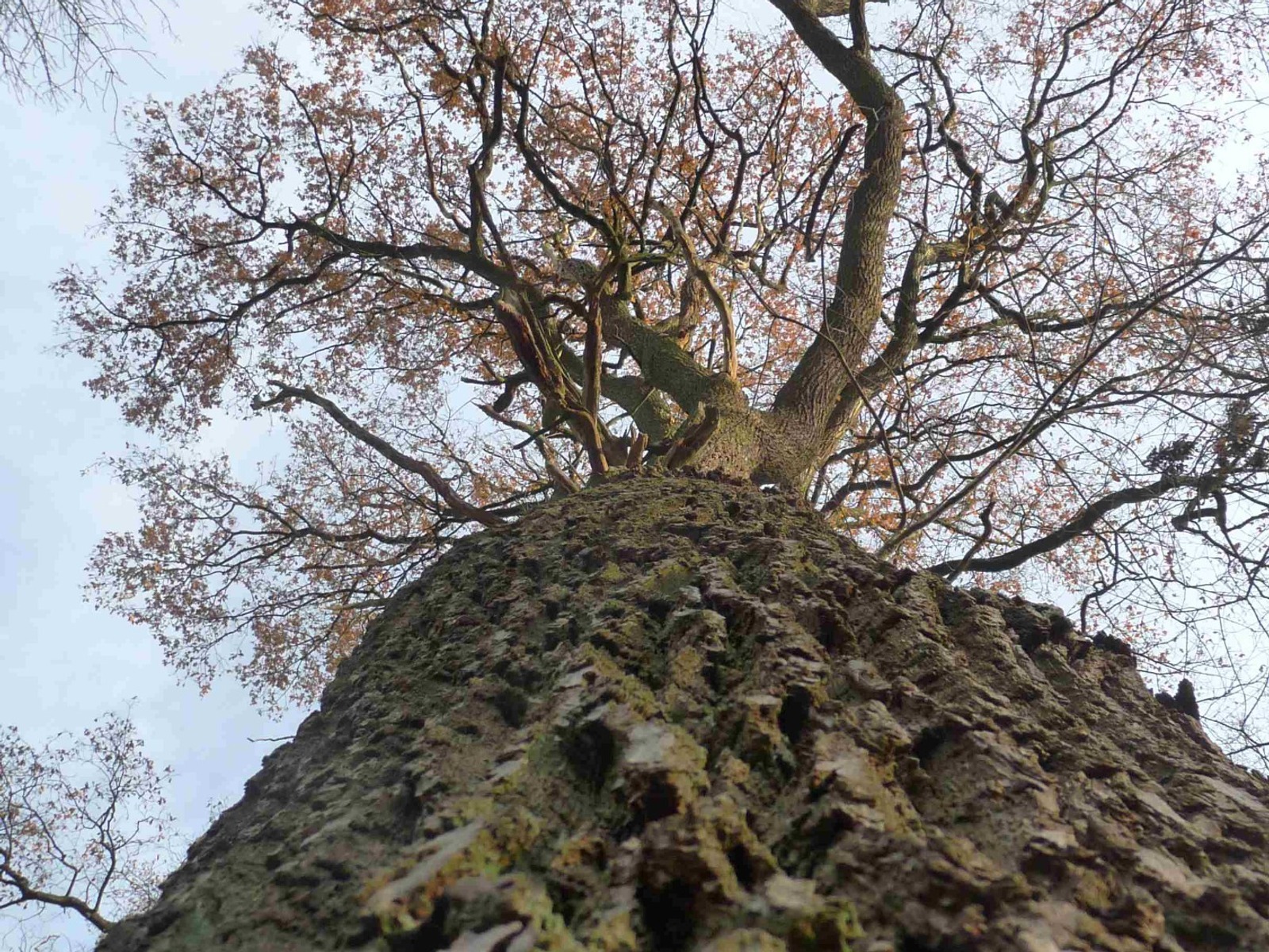 Blick von unten auf den dicken Stamm und die Äste eines großen Baumes mit wenigen braunen Blättern vor hellem Himmel