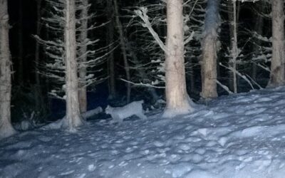 Ein Luchs läuft durch einen dunklen, schneebedeckten Wald in der Nacht