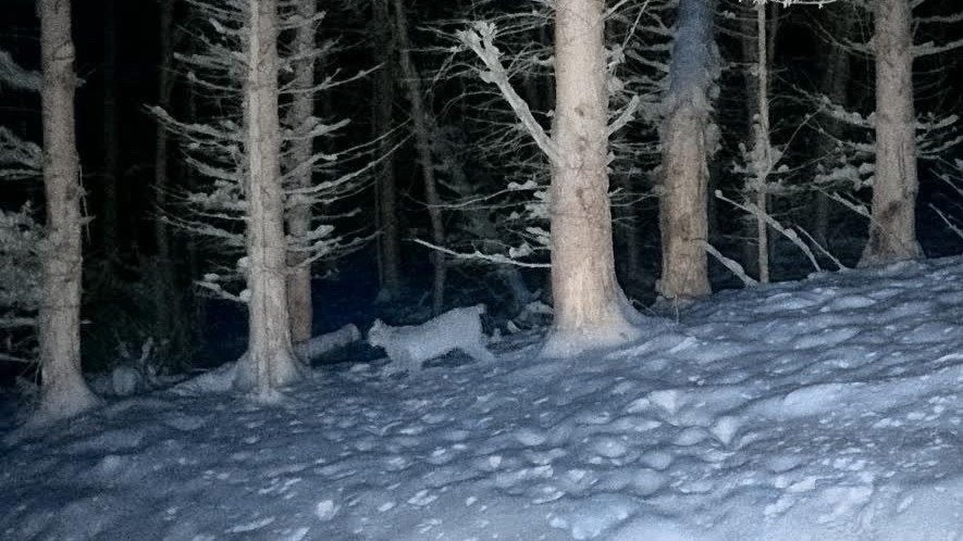 Ein Luchs läuft durch einen dunklen, schneebedeckten Wald in der Nacht
