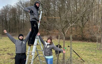Drei Mitglieder des Apfelweinvereins OWL jubeln nach Baumschnitt an jungem Apfelbaum auf Wiese vor Wald