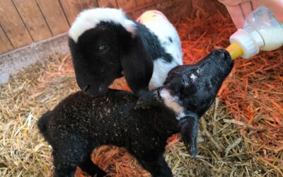 Eine Hand füttert ein schwarzes Lamm mit der Flasche, daneben steht ein schwarz-weißes Lamm auf Stroh